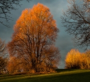 Trees on Fire by Alex Cranswick