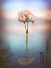The-Shy-Flamingo-Andy-White