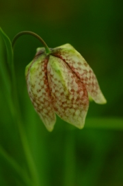 fritillaria by john-parsloe