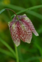 fritillaria by john-parsloe