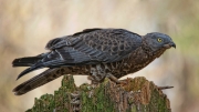 sparrowhawk by terry-walters