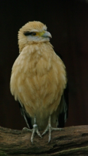 caracara by john-parsloe