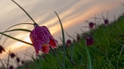 fritillary by terry-walters