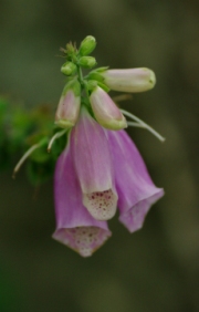 foxglove by john-parsloe