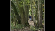 a-walk-in-the-woods by john-day