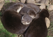 otters by john-parsloe