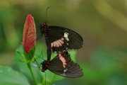 swallowtails by john-parsloe