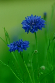 cornflower by john-parsloe