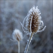 frosty-teasel by steve-edwards