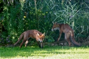 foxcubs by nick-jansen