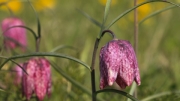 Fritillaries