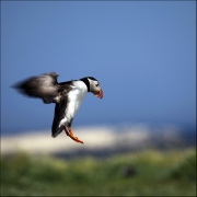 incoming-puffin by steve-edwards