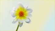 white-dahlia by jim-bullock