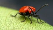 red-beetle by jim-bullock