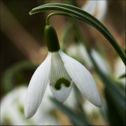 snowdrops3 by steve-edwards