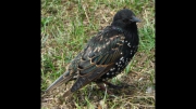 garden-starling by lyn-day