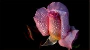 pink-rose by jim-bullock