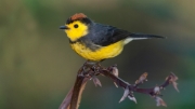 collared-redstart by alex-cranswick