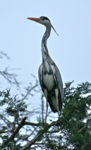 heron by nick-jansen