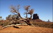 stunted-tree-monument-valley by steve-edwards