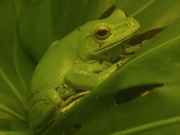 Chinese Gliding Frog by John Parsloe