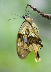 Papilio by John Parsloe