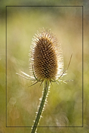 Teasel by Terry Walters