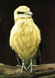 Caracara by John Parsloe