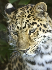 Leopard by John Parlsoe