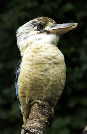 Kookaburra by John Parlsoe