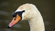 Swan Portrait by Terry Walters