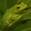 Chinese Gliding Frog by John Parsloe