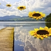 The Sunflower Squadron over Lake Menteith by John Day
