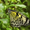 Swallowtail by John Parsloe