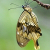 Papilio by John Parsloe