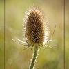 Teasel by Terry Walters