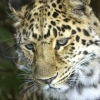 Leopard by John Parlsoe