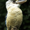 Kookaburra by John Parlsoe