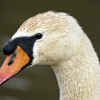 Swan Portrait by Terry Walters