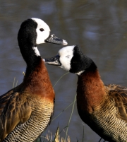 Pamper by Gary Henderson