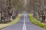 Tree-Lined by Andrew Purdy