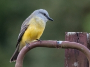 Tropical Kingbird by Alex Cranswick