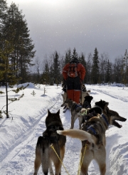 Arctic Mushing by Gary Henderson