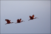 Scarlet Ibis by Steve Edwards