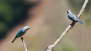 Blue Gray Tanagers by Alex Cranswick