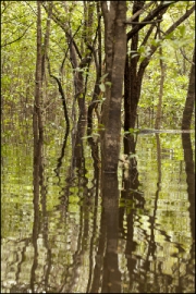 Jungle Reflections by Steve Edwards