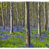 Bluebell Wood by Lyn Day