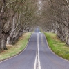 Tree-Lined by Andrew Purdy