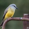 Tropical Kingbird by Alex Cranswick