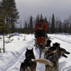 Arctic Mushing by Gary Henderson